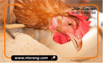 آنتی بیوتیک های طبیعی در خوراک دام و طیور